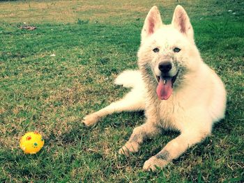 Dog standing on field