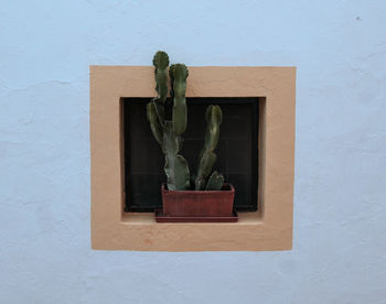 Close-up of potted plant against wall