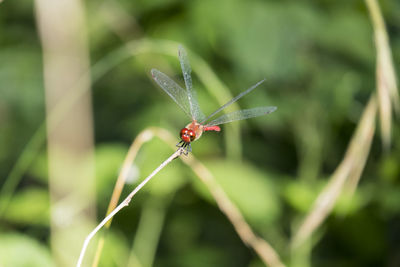 Meadowhawk in the greens