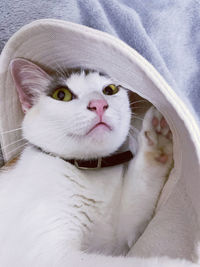Close-up portrait of a cat