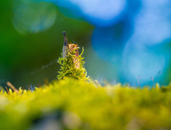 Beautiful spring plants growing in the northern europe forest.