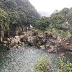 View of river flowing through rocks in forest