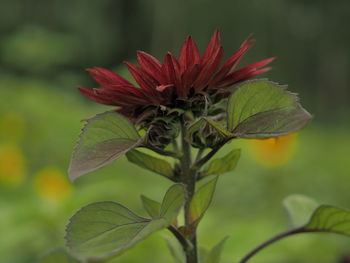 Close-up of red flowering plant