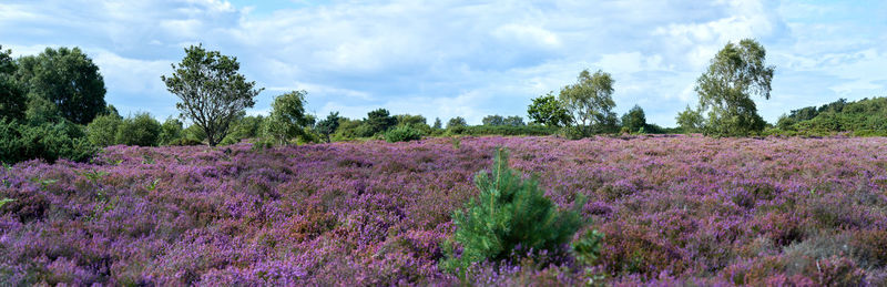 Purple flowering plants on field against sky