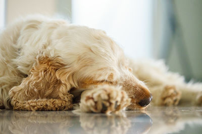 Close-up of dog relaxing on floor