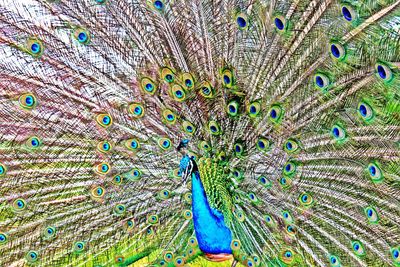 Close-up of peacock feathers