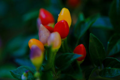 Close-up of red tulip