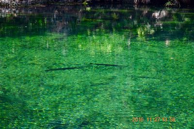 Reflection of swimming in lake