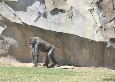 Side view of horse on rock in zoo