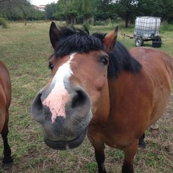 Horse grazing on grassy field