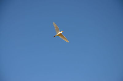 Low angle view of bird flying against clear blue sky