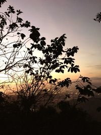 Silhouette trees on field against sky at sunset