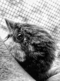 Close-up of owl in cage