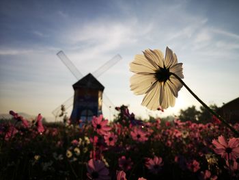 Close-up of pink flowering plants against sky