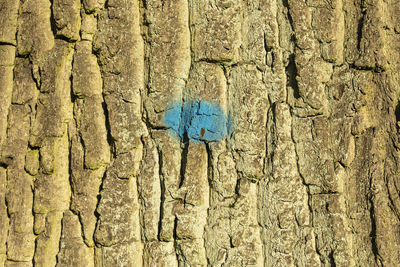 Full frame shot of tree trunk
