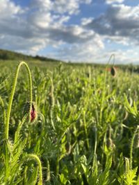 Close-up of crops growing on field