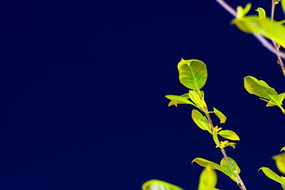 Close-up of plant against clear blue sky