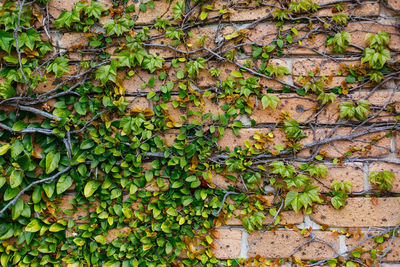 Close-up of ivy growing on wall