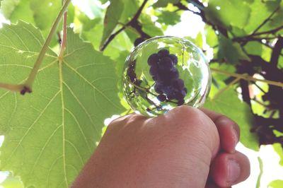 Close-up of cropped hand holding leaf