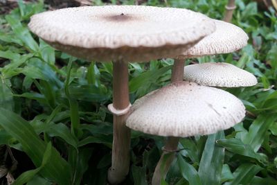 Close-up of mushrooms