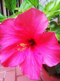 Close-up of pink hibiscus blooming outdoors