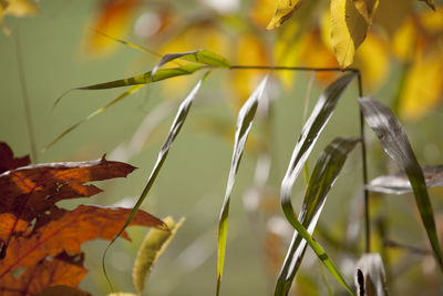 Close-up of grasshopper on plant