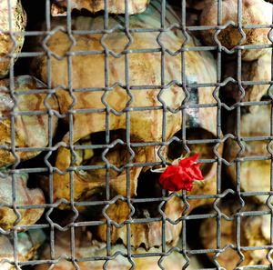 Full frame shot of metal grate