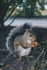 Close-up of squirrel eating food