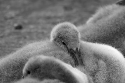 Cygnets snoozing