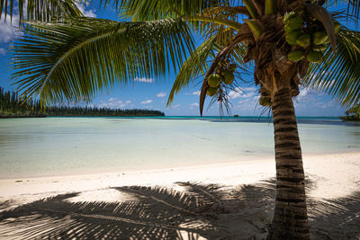 Palm trees on beach against sky