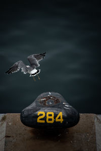 Close-up of seagull flying