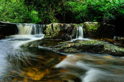 Scenic view of waterfall in forest