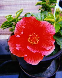 Close-up of red flower