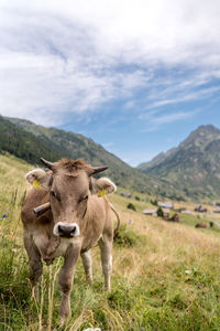 Cows enjoying outdoors in andorra mountains