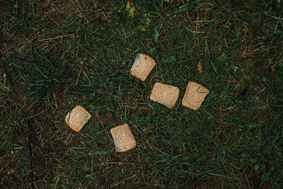 High angle view of stones on field