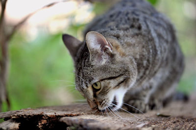 Close-up of cat