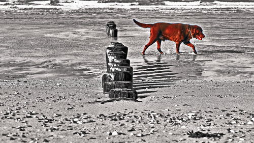 Dog running on beach