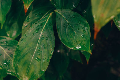 A close up of dark green wet leaves after a rainstorm