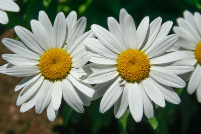 Close-up of white daisy flowers