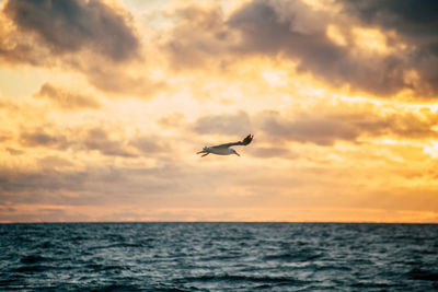 Seagull flying over sea against sunset sky