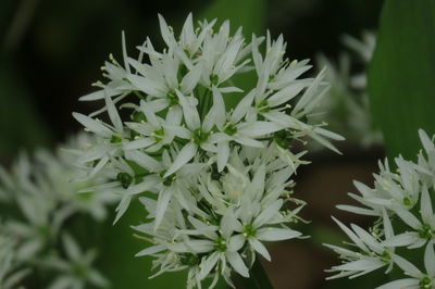 Close-up of white flowering plant