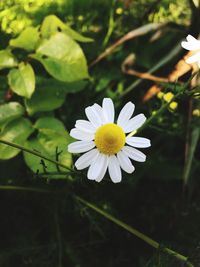 Close-up of white daisy blooming outdoors