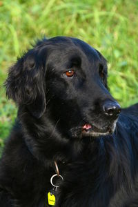 Close-up of black dog looking away