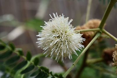 Close-up of white flower