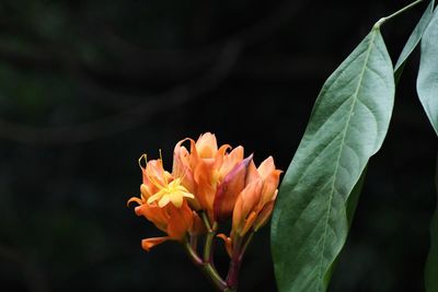 Close-up of orange flowering plant