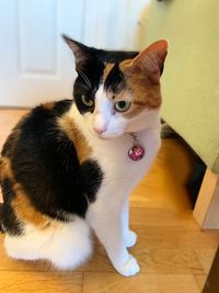 Portrait of cat sitting on hardwood floor