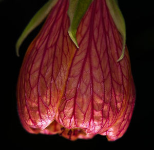 Close-up of red rose over black background