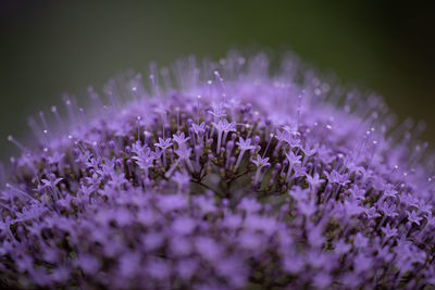 Close-up of purple flowering plants