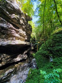 Scenic view of rocks in forest