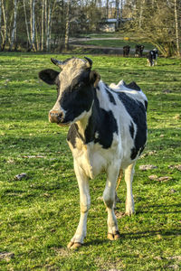 Cow on meadow